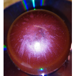 pigment kameleon violet met blauw rood oranje gele shine 3gr.